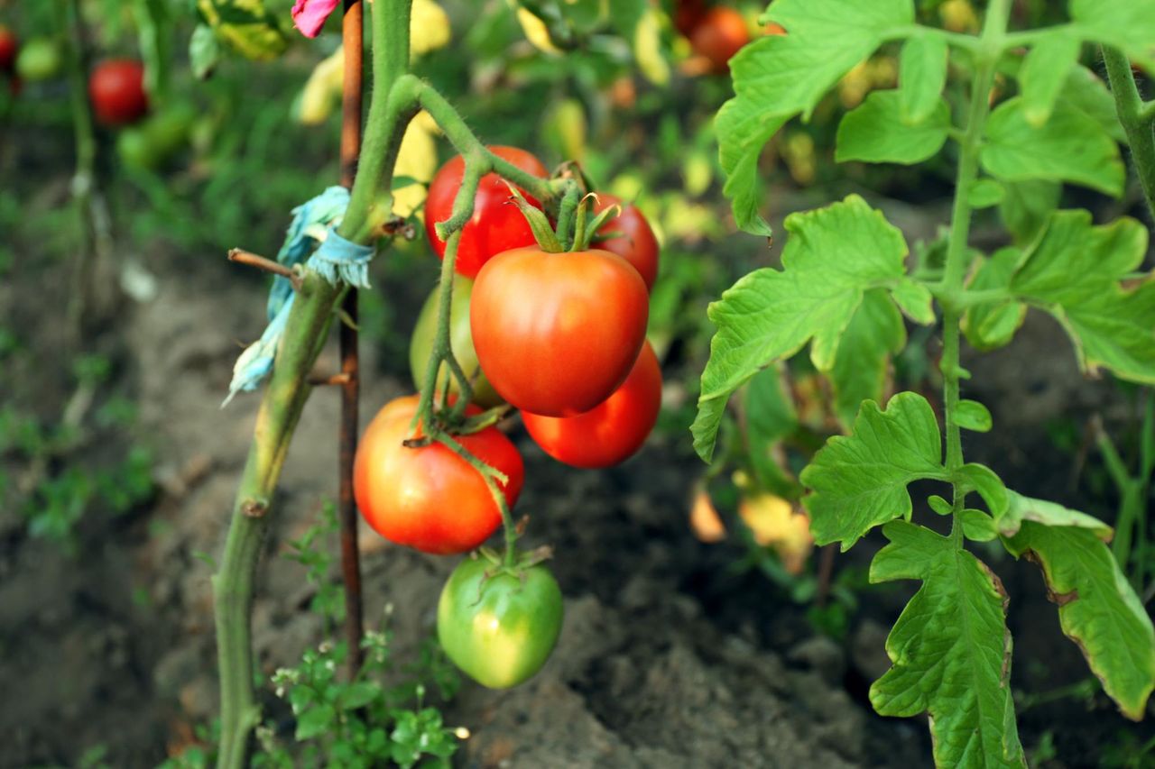 czym nawozić pomidory, fot. freepik