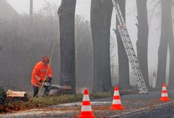 Przydrożne drzewa jak miedza. Polacy podzieleni