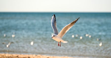 Plaga pijanych mew na plażach. Dziwacznie się zachowują