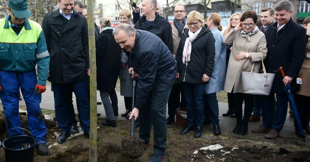 Wpierw posadzili brzozy. Kilkanaście dni później postanowiono je wykopać