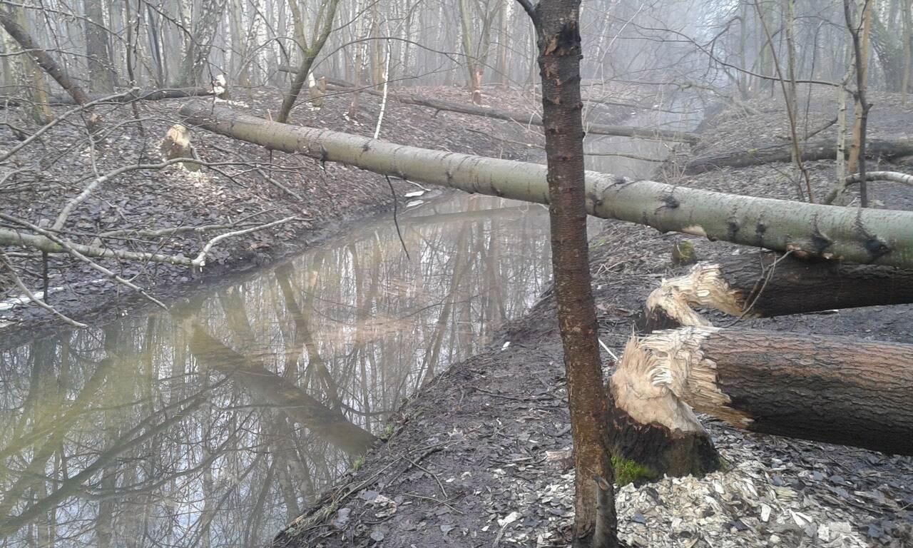 "Bobry atakują". Ogromna ilość powalonych drzew