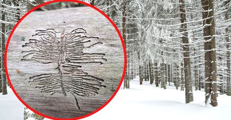 Tajemnicze znaki nie oznaczają nic dobrego. Tak umierają polskie drzewa