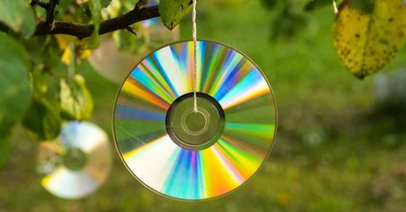 Sąsiadka zawiesza płyty CD na drzewach. Gdy zdradziła mi powód, też tak zrobiłam