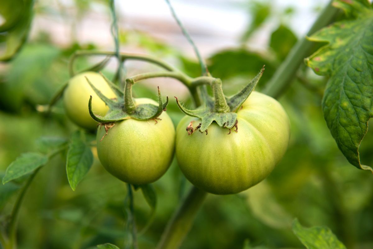 Jak pielęgnować pomidory w lipcu? Fot. Freepik
