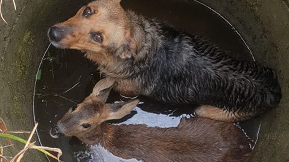 pies sarna krzewina wielkopolskie