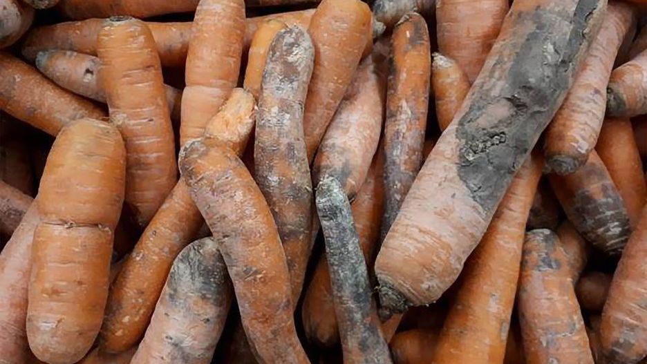 Nadgniłe marchewki na sprzedaż w supermarkecie