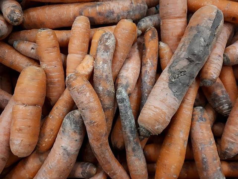 Nadgniłe marchewki na sprzedaż w supermarkecie