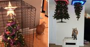 11 genialnych pomysłów jak uchronić choinkę przed domowymi zwierzakami