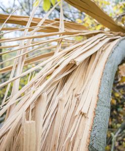 Budy Lucieńskie. Drzewo przygniotło namiot harcerzy