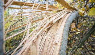 Budy Lucieńskie. Drzewo przygniotło namiot harcerzy