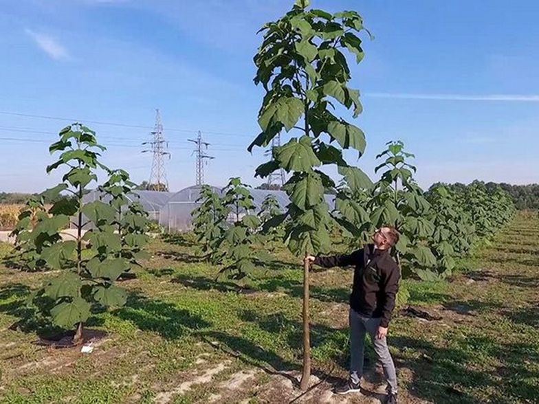 Tak wygląda plantacja Oxytree w Polsce
