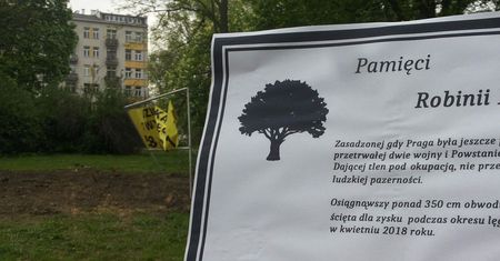 Mieszkańcy Pragi żegnają ścięte drzewo. Przygotowali nekrolog