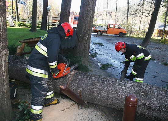 Złamane drzewo upadło na autobus; 7 osób w szpitalu