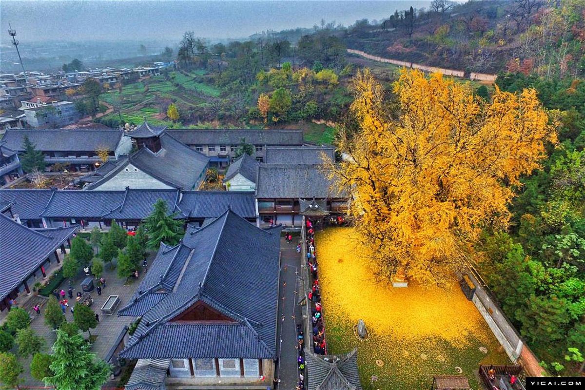 Dywan złotych liści. Co roku zrzuca je 1400-letnie drzewo