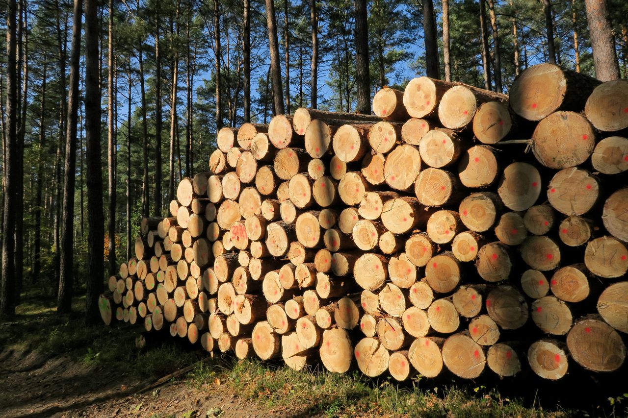 Lasy Państwowe kontra branża. "Znikające drewno"