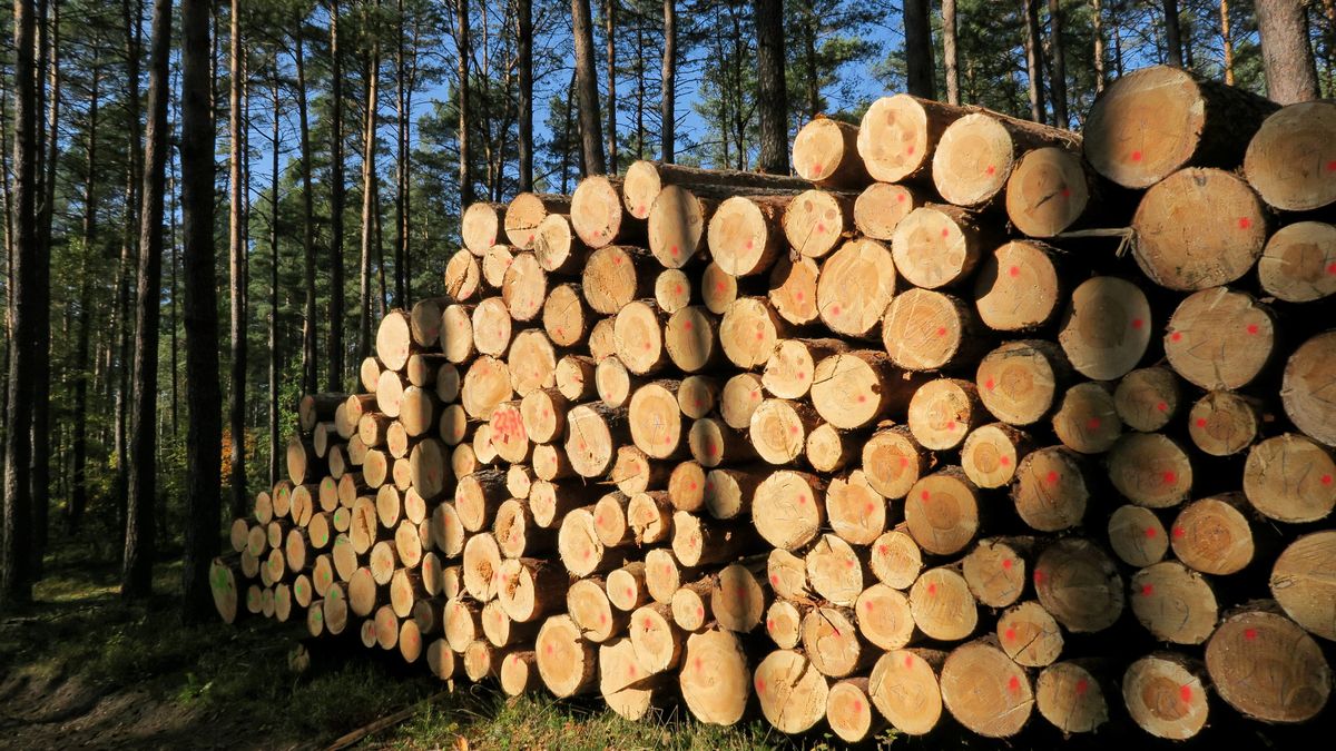 Lasy Państwowe kontra branża. Mali przedsiębiorcy zarzucają spółce, że ta faworyzuje korporacje