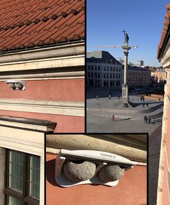 Zamek Królewski w Warszawie zaprasza w swoje "progi" jaskółki