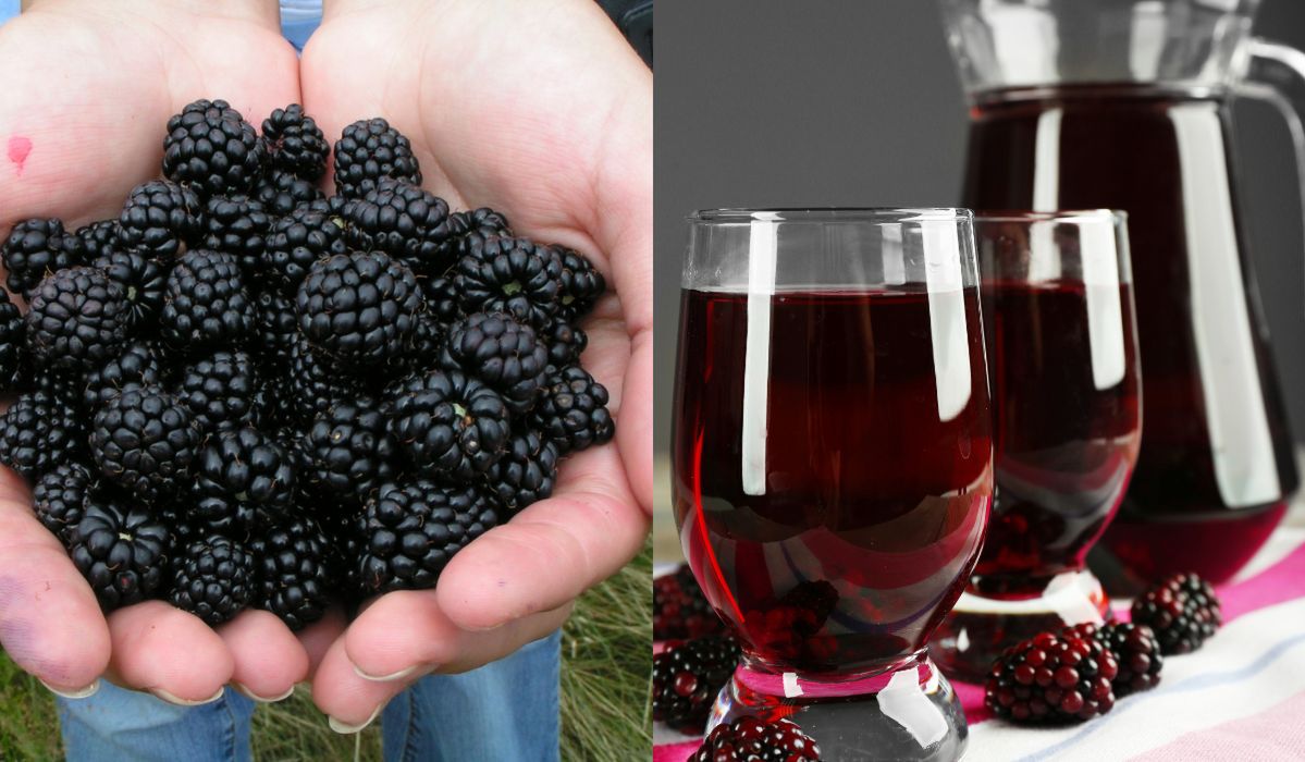 Sok z jeżyn - najlepszy przepis. Jak zrobić ten owocowy przysmak?