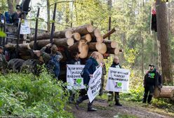 Las Bawarski jak Białowieża. "Hodujesz korniki, ty świnio”