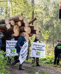 Las Bawarski jak Białowieża. "Hodujesz korniki, ty świnio”