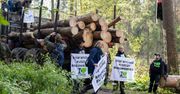 Las Bawarski jak Białowieża. "Hodujesz korniki, ty świnio”