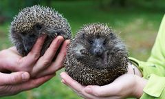 Podpalił 12 jeży. Jest kara bezwzględnego więzienia dla Przemysława P.