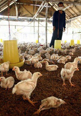 Zapowiada się pandemia ptasiej grypy?
