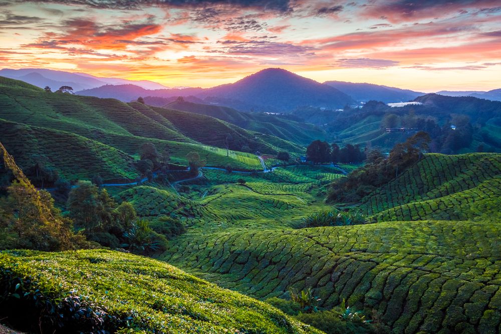 Cameron Highlands to najpopularniejsza stacja górska kontynentalnej Malezji