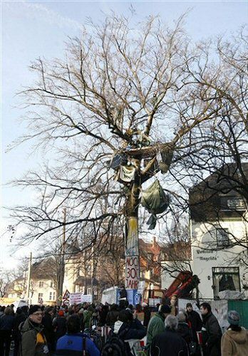 Ekologów odcięto, buk wycięto