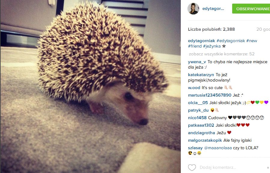 Edyta Górniak kupiła jeża