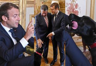 Macron zabrał psa na spotkanie dyplomatyczne! (ZDJĘCIA)