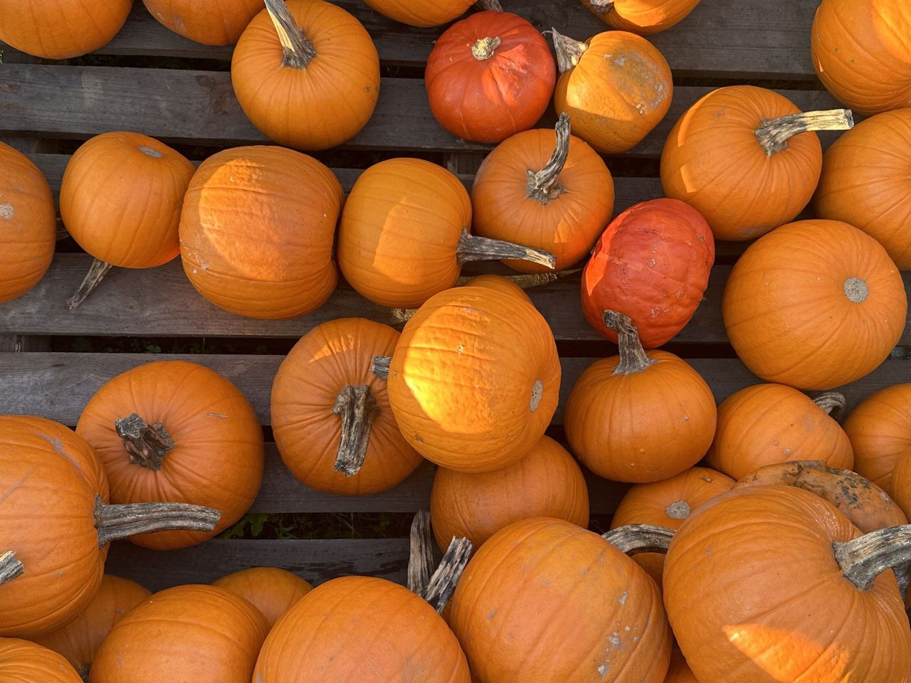 Sezon na pumpkin spice latte rozpoczęty. Wraca hit jesieni