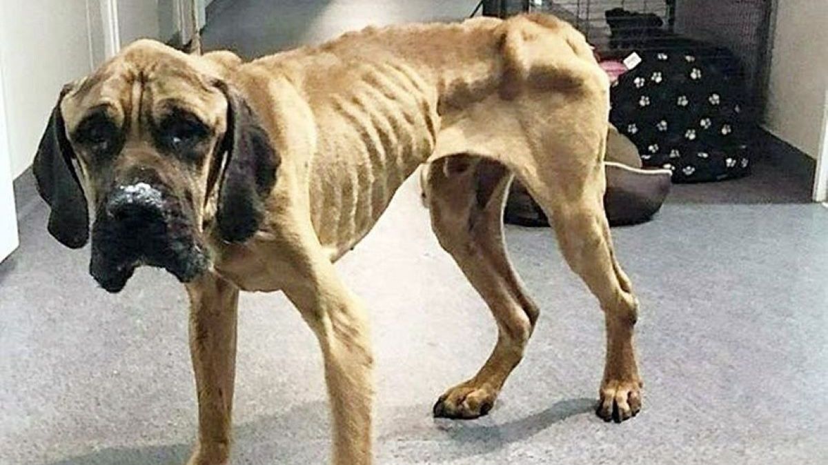 Psy były skrajnie wychudzone 