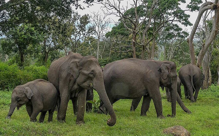Słonie grzebią swoich bliskich - zdjęcie ilustracyjne