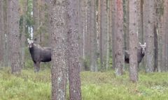 Bliskie spotkanie w lesie. Na widok człowieka zamarły
