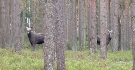Bliskie spotkanie w lesie. Na widok człowieka zamarły