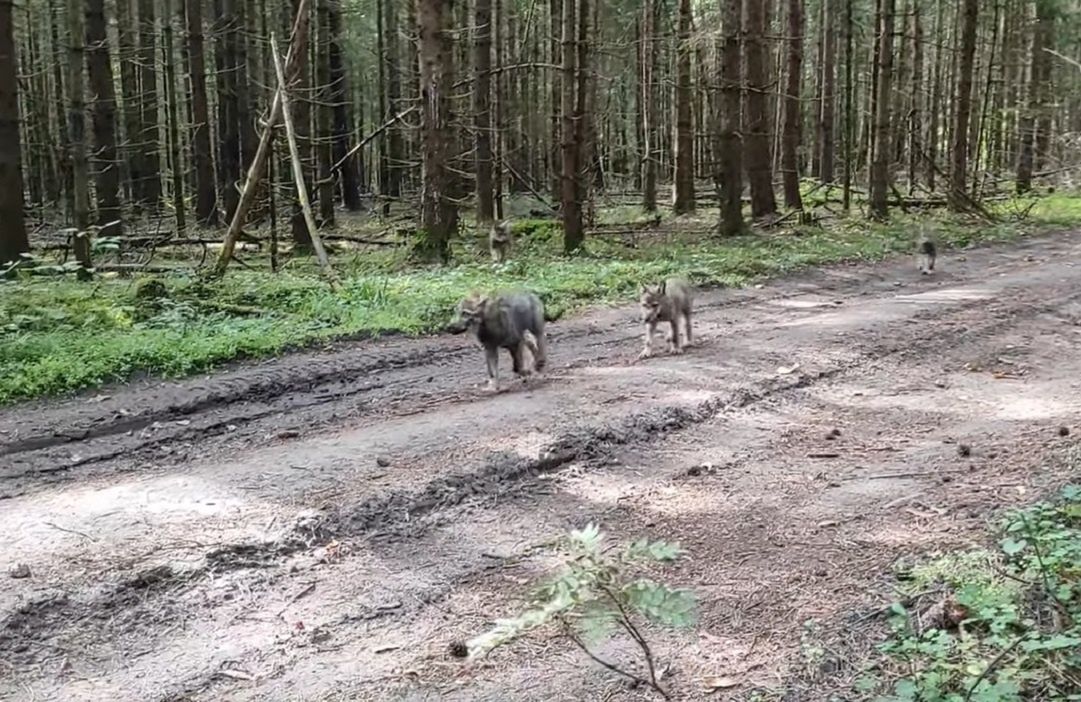 Niesamowite spotkanie w parku narodowym. Małe wilki podeszły do kamery