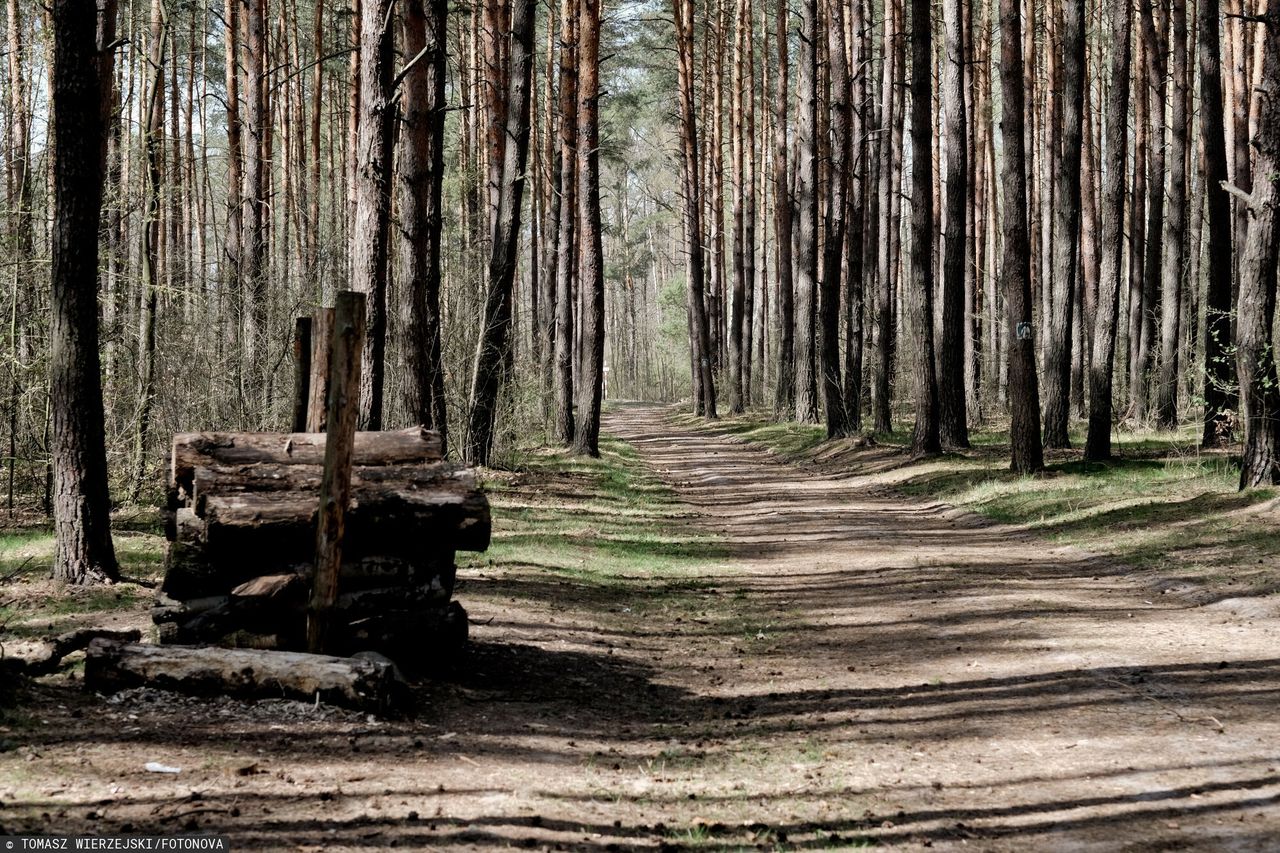 Miasto kupiło 13 h lasu od prywatnego właściciela. Padła kwota