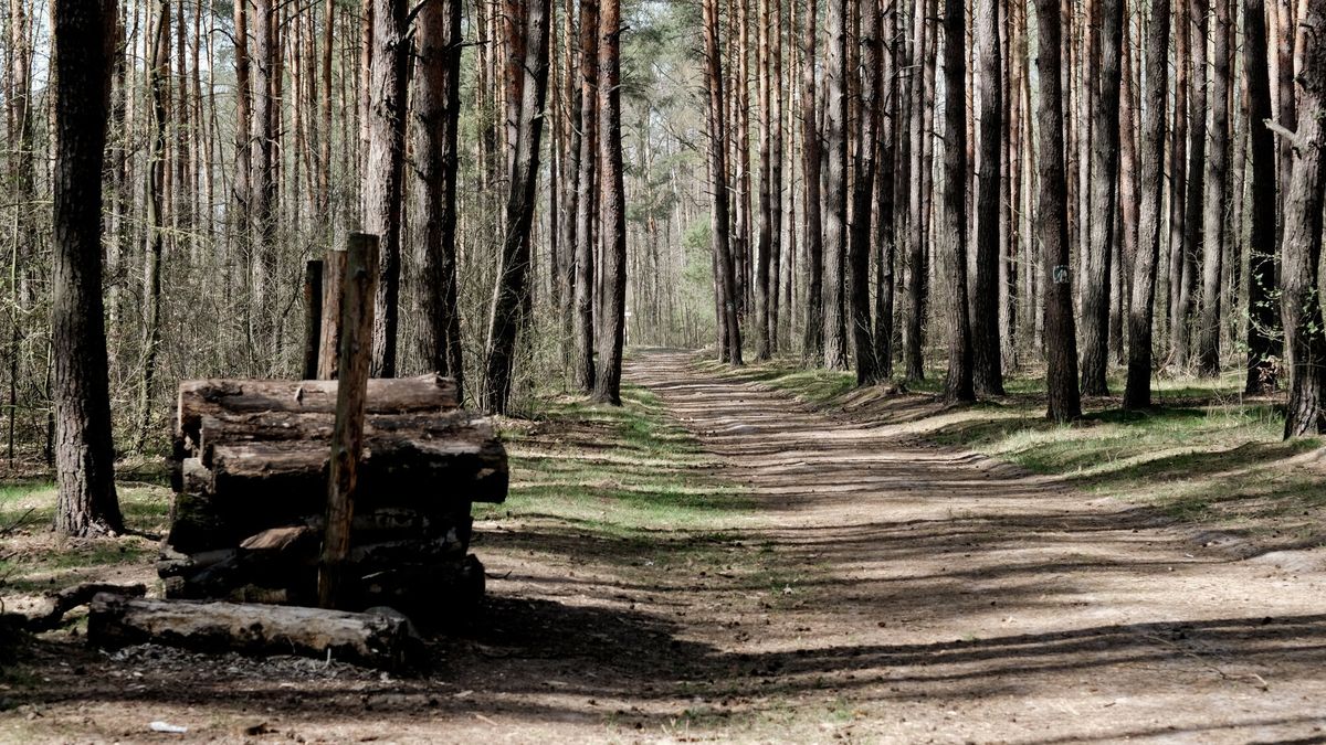 Archiwum agencji Fotonova - 2024
16.04.2020 Suchy Las n/z las panstwowy .  fot. Tomasz Wierzejski/FOTONOVA
Tomasz Wierzejski/FOTONOVA