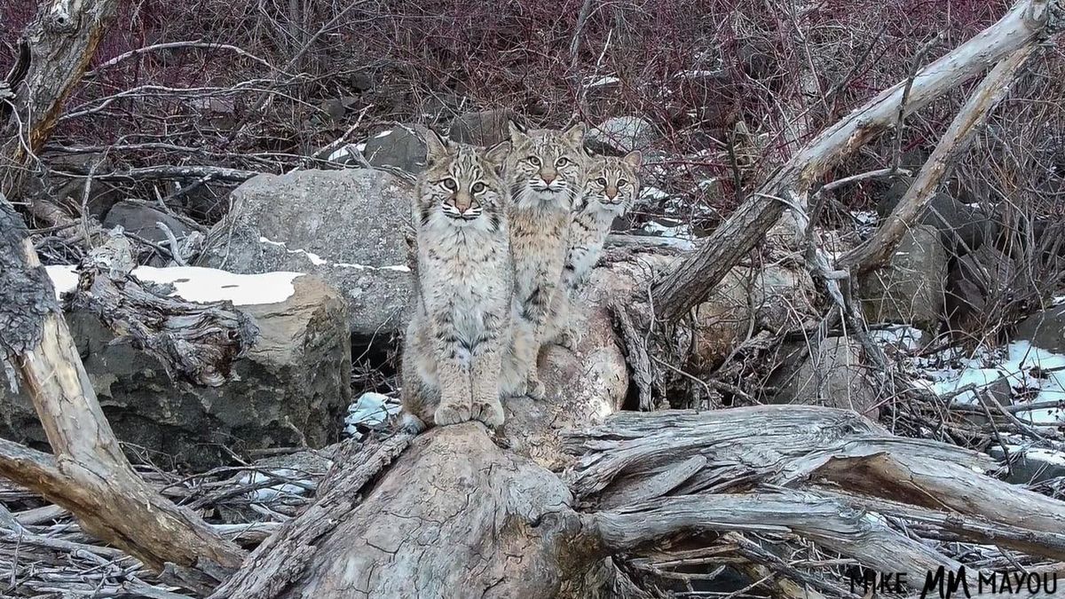 Zdjęcie dnia. 3 rysie, które beztrosko sobie odpoczywały 1
