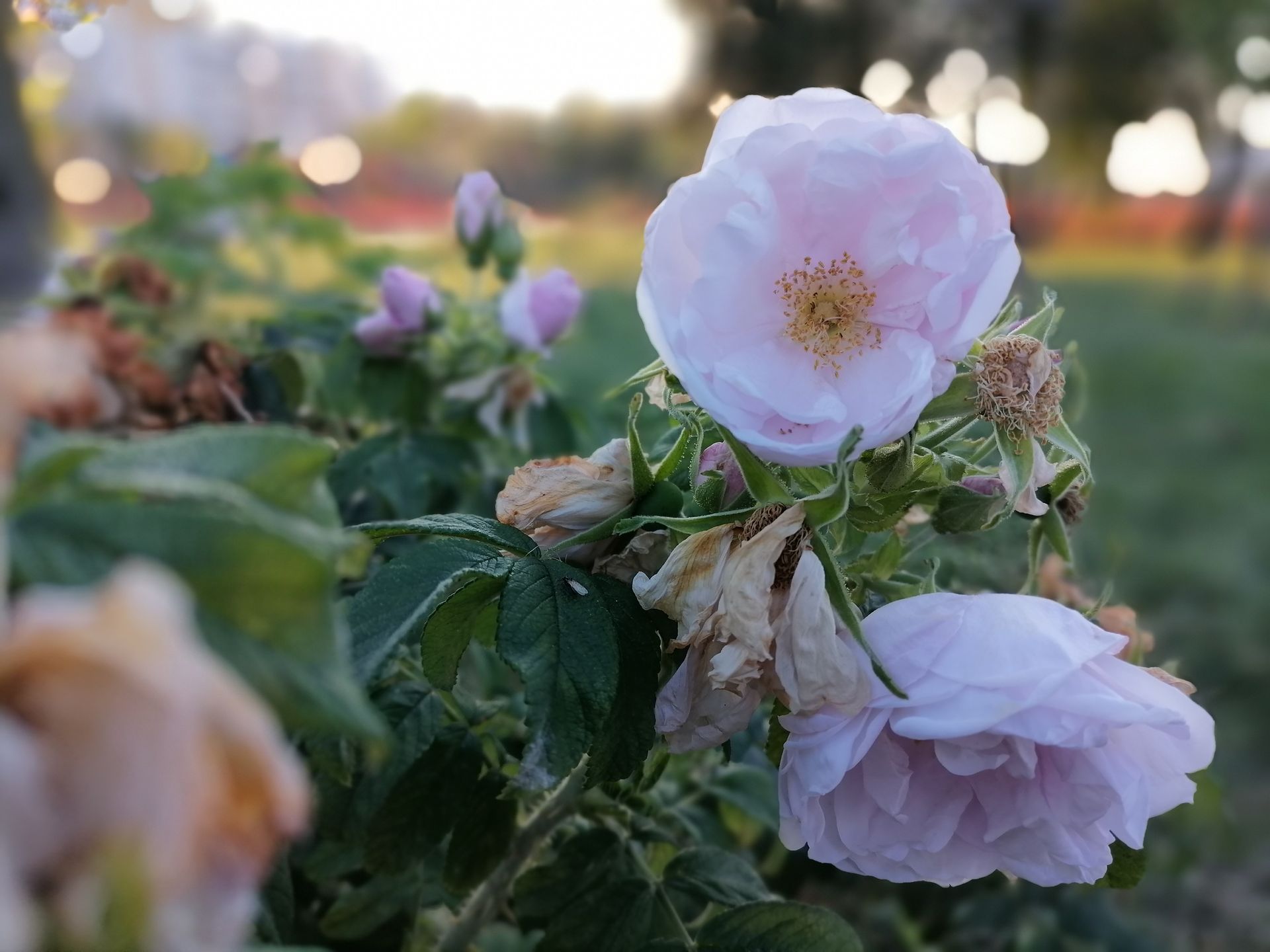 Huawei P40 lite E: test taniego chińczyka bez aplikacji Google 25