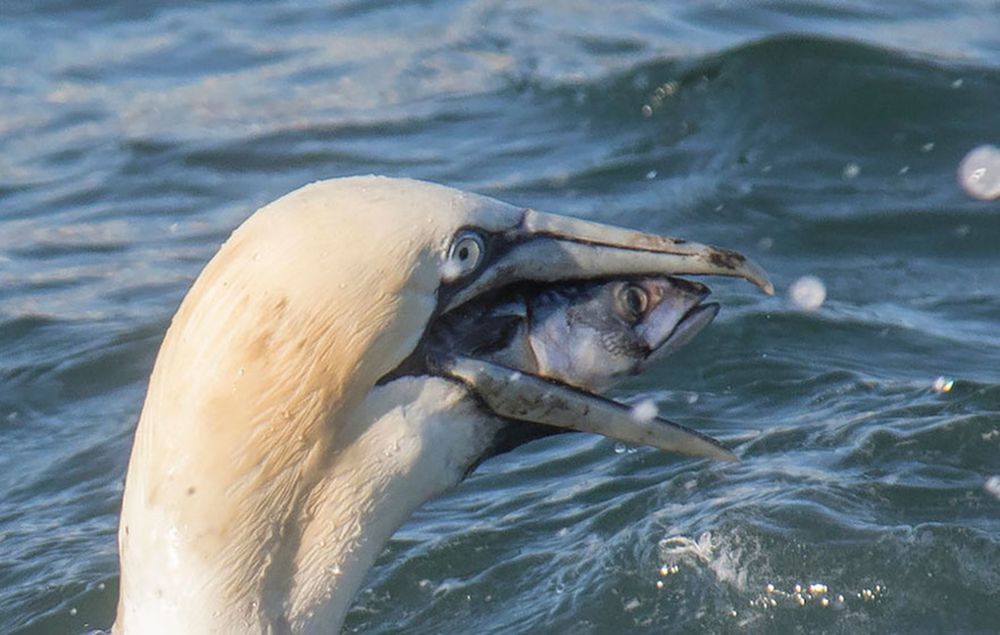 Najzabawniejsze zwierzaki konkursu Comedy Wildlife Photography Awards 2016 42
