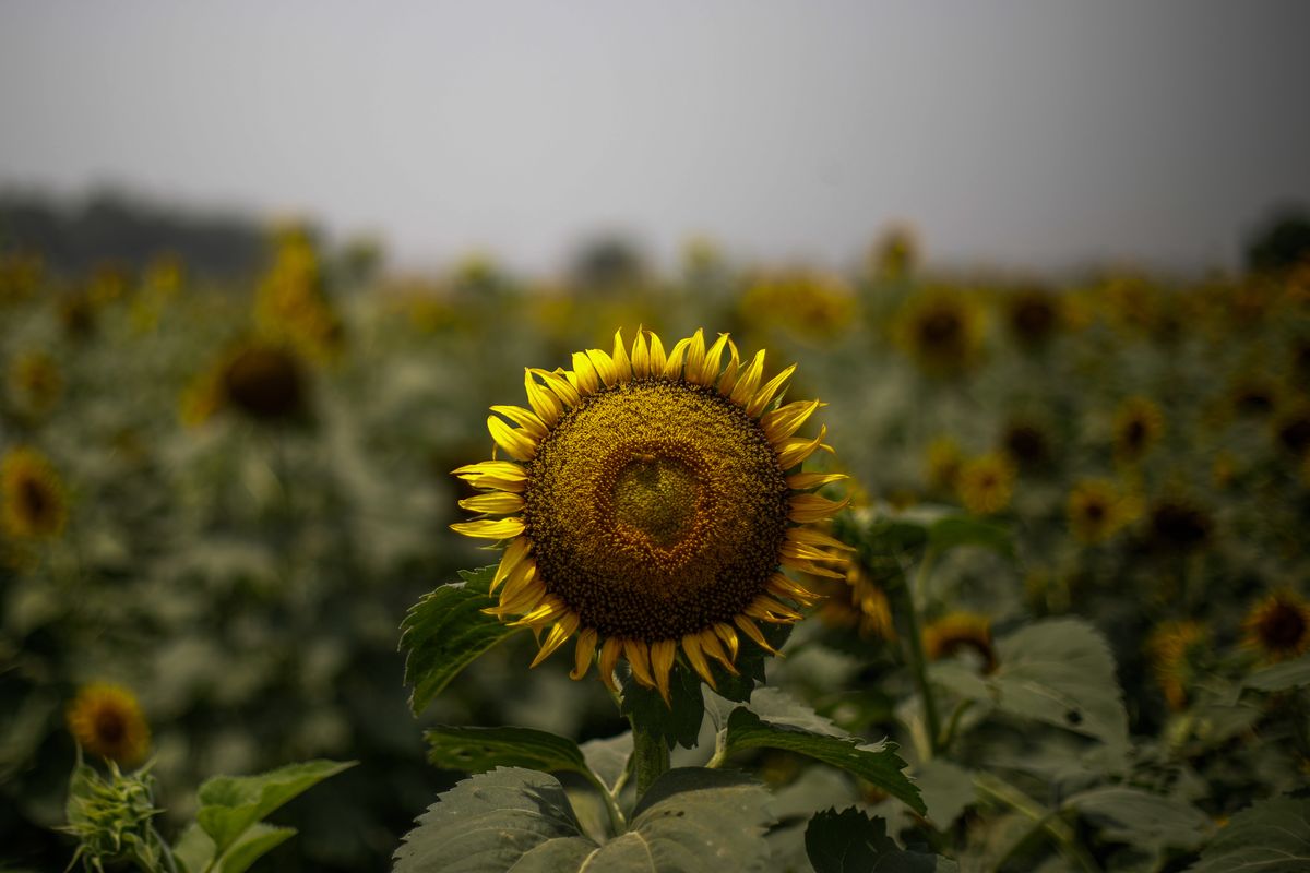 HARYANA, INDIA - JUNE 07: A view of a sunflower farm during harvest on the outskirts of Kurukshetra in India's northern state of Haryana, India on June 7, 2022. India has allowed a limited quantity of duty-free imports of crude sunflower oils for two years, a measure taken to cool surging food prices in the country amid the ongoing geopolitical situation between Russia and Ukraine. (Photo by Amarjeet Kumar Singh/Anadolu Agency via Getty Images)