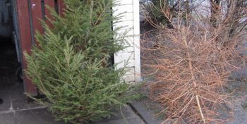 Kunice: Remondis odbierze choinki w gminie. Wystaw je przy pojemniku bio