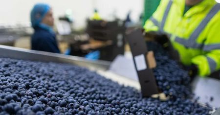 Niepokojące wieści ws. borówek. Producenci biją na alarm