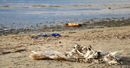 Godzina dla Ziemi WWF. "Morze Bałtyckie i jego mieszkańcy umierają"