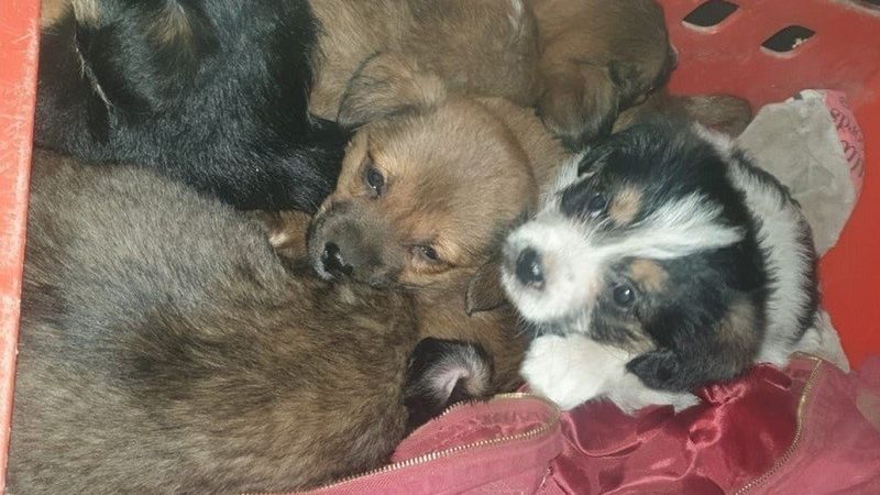 pięć szczeniaczków porzucono na przystanku w województwie pomorskim