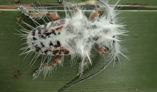 Wygląda jak ptasie odchody. W australijskim lesie deszczowym odkryto nieznany gatunek chrząszcza