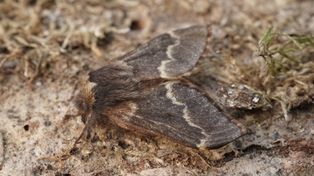 Nocne świecenia – nad zalewem w Przedborzu poznawali świat motyli nocnych
