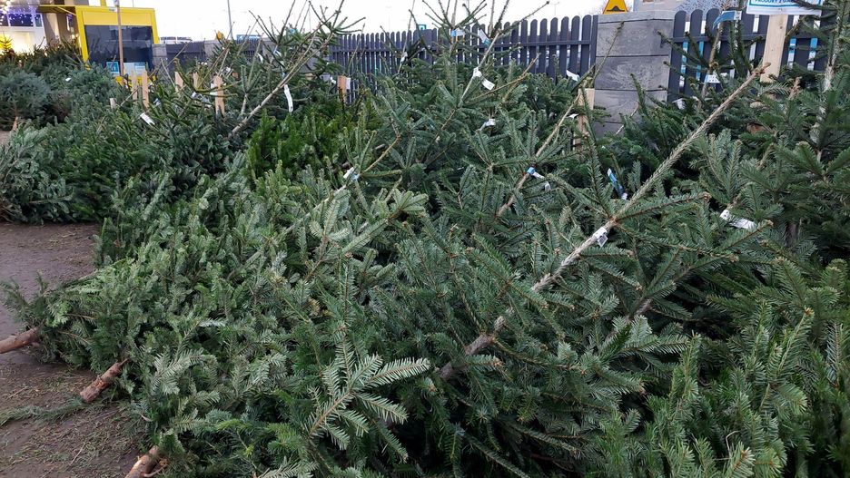 Darmowe choinki w Warszawie